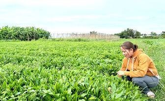 រក​បាន​ប្រាក់​ចំ​ណូល​លំ​នឹង​ពី​ការ​ដាំ​ជីរ​រណា​