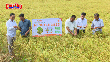 Nhiều triển vọng từ giống lúa Hưng Long 555 Nhiều triển vọng từ giống lúa Hưng Long 555