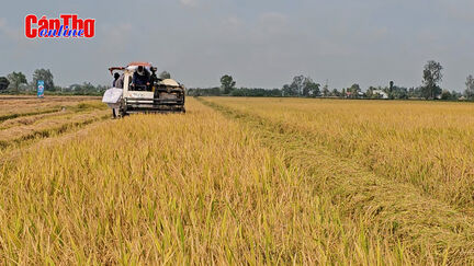 Cần Thơ nhân rộng mô hình canh tác lúa chất lượng cao, phát thải thấp Cần Thơ nhân rộng mô hình canh tác lúa chất lượng cao, phát thải thấp