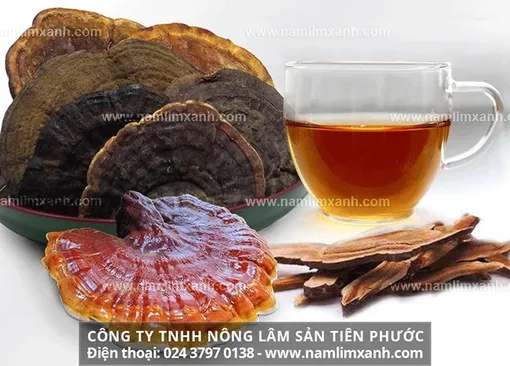 Tác dụng nấm lim xanh trị bệnh gan và ung thư gan sử dụng hàng ngày có tốt? Tác dụng nấm lim xanh trị bệnh gan và ung thư gan sử dụng hàng ngày có tốt?