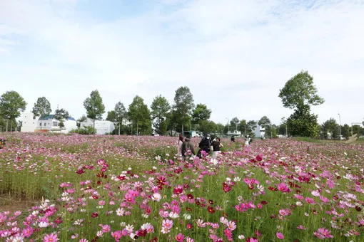 Du khách nườm nượp check-in vườn hoa rộng 1 hecta ở Cần Thơ Du khách nườm nượp check-in vườn hoa rộng 1 hecta ở Cần Thơ