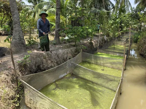 Nâng cao thu nhập bằng mô hình nuôi ốc bươu đen trong vèo Nâng cao thu nhập bằng mô hình nuôi ốc bươu đen trong vèo