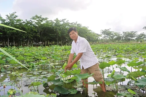 Thu nhập cao từ trồng sen Thu nhập cao từ trồng sen