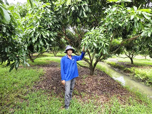 Nâng cao thu nhập nhờ thuê đất trồng cây ăn trái Nâng cao thu nhập nhờ thuê đất trồng cây ăn trái