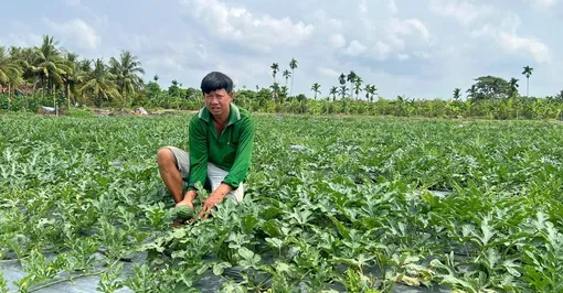 Thu nhập cao nhờ chuyển đổi cơ cấu cây trồng phù hợp Thu nhập cao nhờ chuyển đổi cơ cấu cây trồng phù hợp