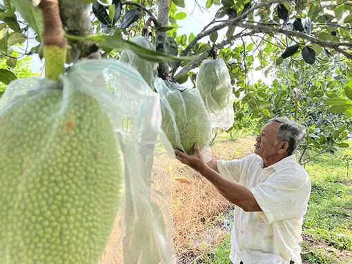 Năng động chuyển hướng trồng mận xanh đường xen với mít ruột đỏ Năng động chuyển hướng trồng mận xanh đường xen với mít ruột đỏ