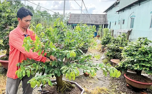 Liên kết, hỗ trợ người trồng mai vàng nâng cao thu nhập Liên kết, hỗ trợ người trồng mai vàng nâng cao thu nhập