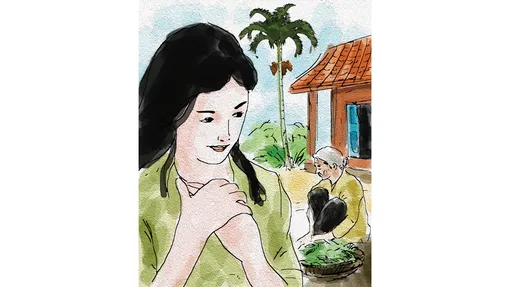 Cây nguyệt quế mẹ trồng Cây nguyệt quế mẹ trồng