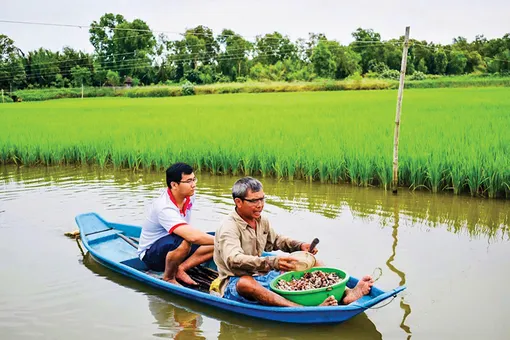 “Mê” trồng lúa hữu cơ “Mê” trồng lúa hữu cơ
