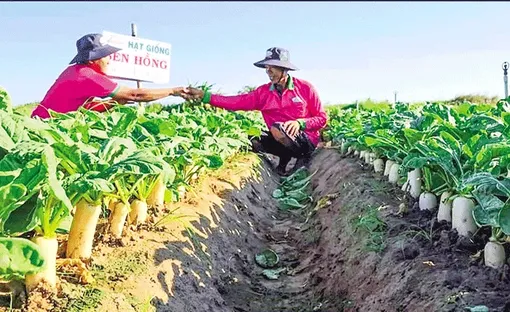 Làm giàu nhờ trồng củ cải, hành tím trên đất giồng cát Làm giàu nhờ trồng củ cải, hành tím trên đất giồng cát