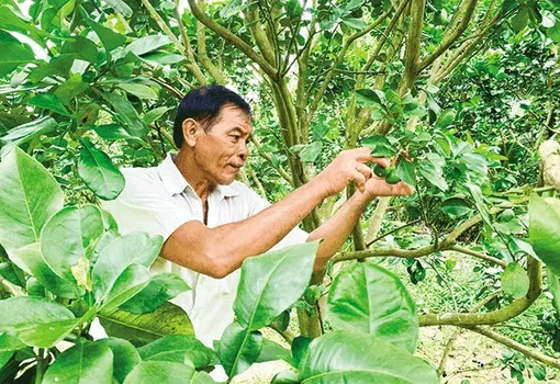 Ứng dụng tiến bộ kỹ thuật vào trồng bưởi da xanh, mãng cầu xiêm Ứng dụng tiến bộ kỹ thuật vào trồng bưởi da xanh, mãng cầu xiêm