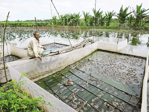 Nâng cao thu nhập bằng mô hình trồng hoa màu kết hợp nuôi thủy sản Nâng cao thu nhập bằng mô hình trồng hoa màu kết hợp nuôi thủy sản