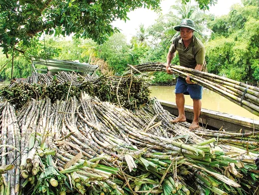 Trăn trở của nông dân vùng trồng mía Trăn trở của nông dân vùng trồng mía