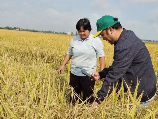 Nhân rộng mô hình canh tác lúa chất lượng cao và phát thải thấp Nhân rộng mô hình canh tác lúa chất lượng cao và phát thải thấp