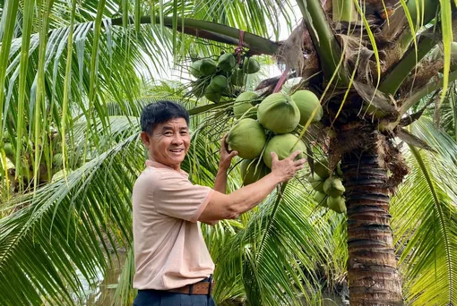 Trồng dừa sáp trên đất phèn mang lại kết quả bất ngờ Trồng dừa sáp trên đất phèn mang lại kết quả bất ngờ