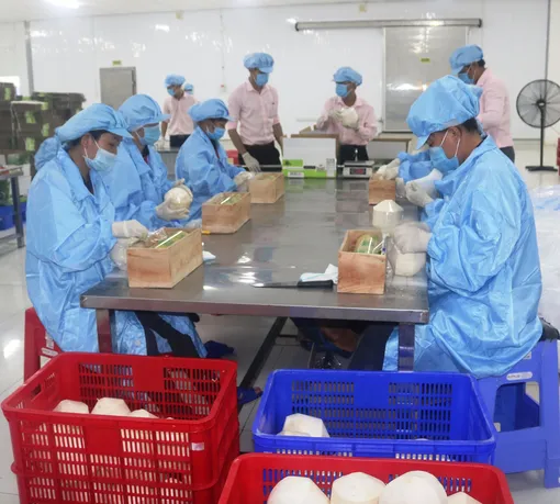 Nhiều loại trái cây còn tiềm năng lớn để xuất khẩu Nhiều loại trái cây còn tiềm năng lớn để xuất khẩu