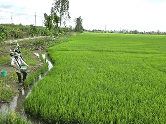 Chủ động chăm sóc, bảo vệ lúa thu đông Chủ động chăm sóc, bảo vệ lúa thu đông