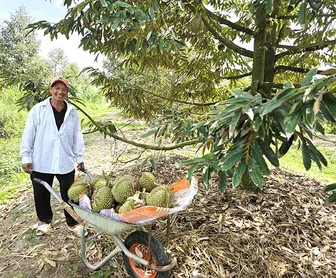 9.383 héc-ta cây ăn trái đã được cấp mã số vùng trồng 9.383 héc-ta cây ăn trái đã được cấp mã số vùng trồng