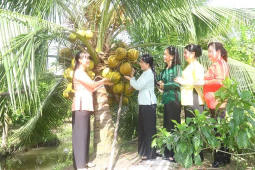 Triển vọng trồng dừa sáp gắn du lịch sinh thái Triển vọng trồng dừa sáp gắn du lịch sinh thái