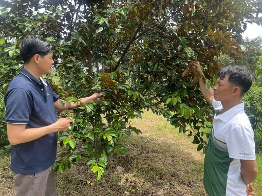Làm giàu với mô hình trồng cây ăn trái đặc sản Làm giàu với mô hình trồng cây ăn trái đặc sản