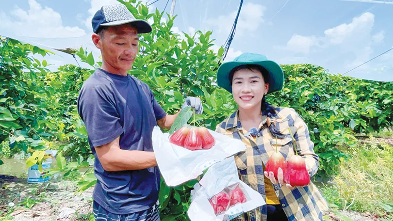 Kiếm tiền tỉ mỗi năm nhờ trồng mận hồng MST theo hướng hữu cơ Kiếm tiền tỉ mỗi năm nhờ trồng mận hồng MST theo hướng hữu cơ