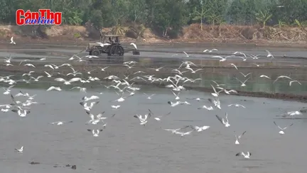 Đồng Tháp: Nông dân mong chim cò về trên đồng Đồng Tháp: Nông dân mong chim cò về trên đồng