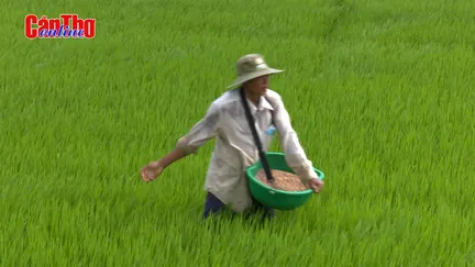 Cần Thơ: Nông dân mong lúa thu đông bán được giá Cần Thơ: Nông dân mong lúa thu đông bán được giá